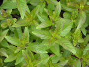  Mentha piperita (Peppermint) Aromatherapy